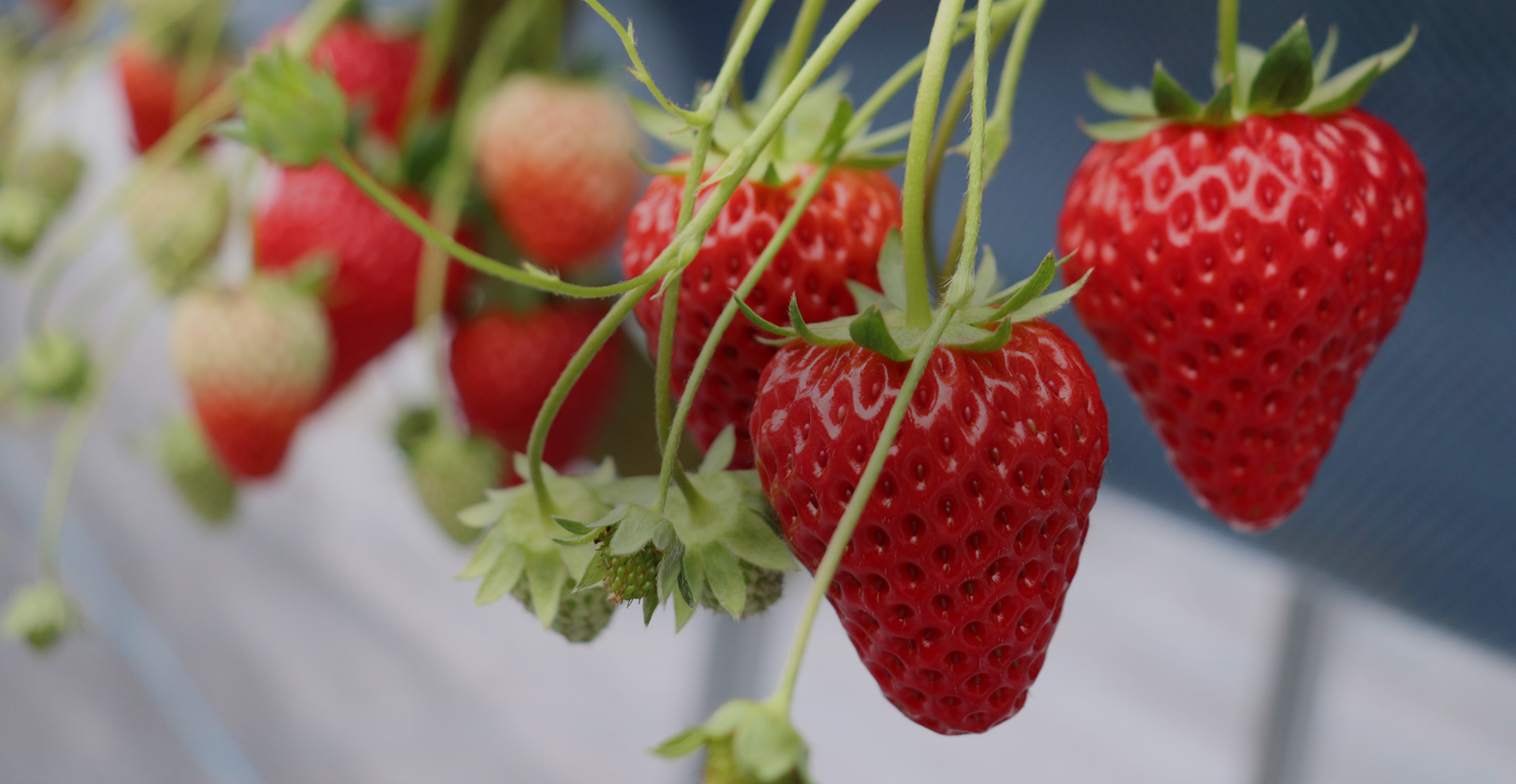 甘さと笑顔があふれる、いちごのひととき