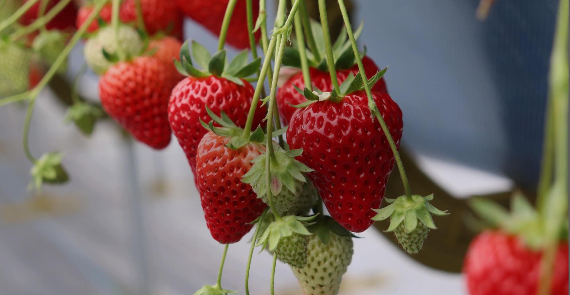 甘さと笑顔があふれる、いちごのひととき