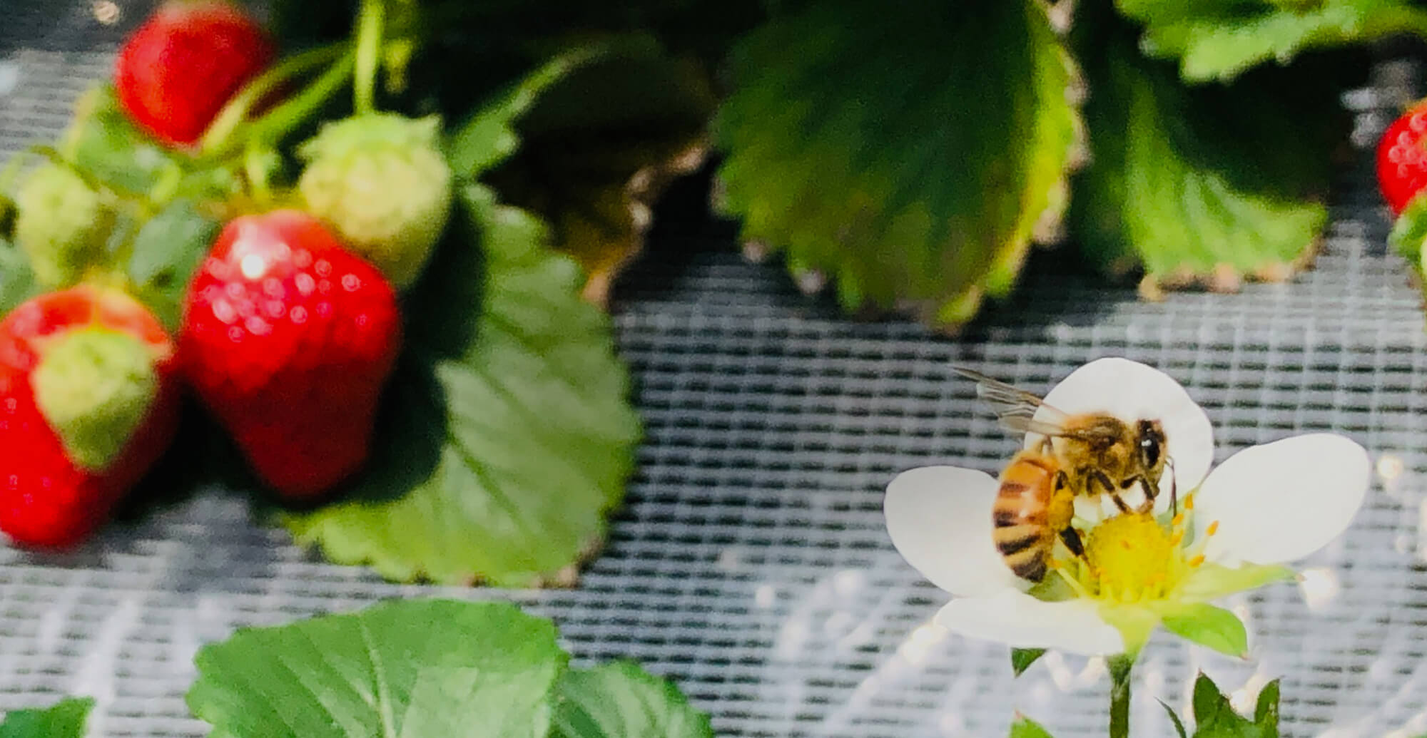 甘さと笑顔があふれる、いちごのひととき