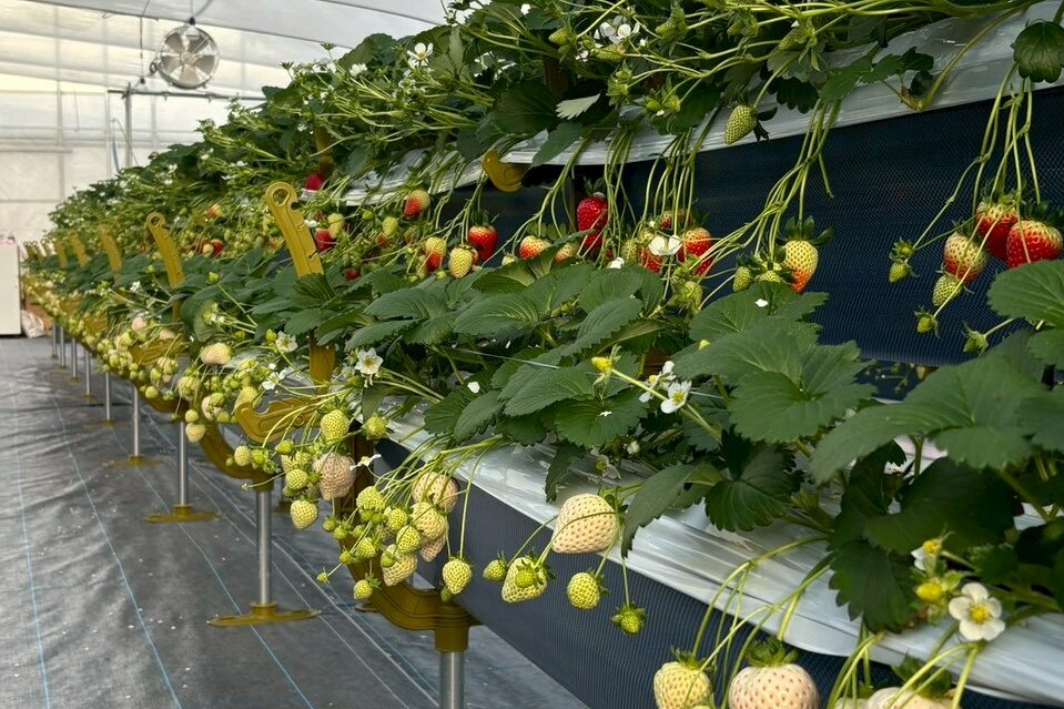 LINE_ALBUM_20260126_260126_16