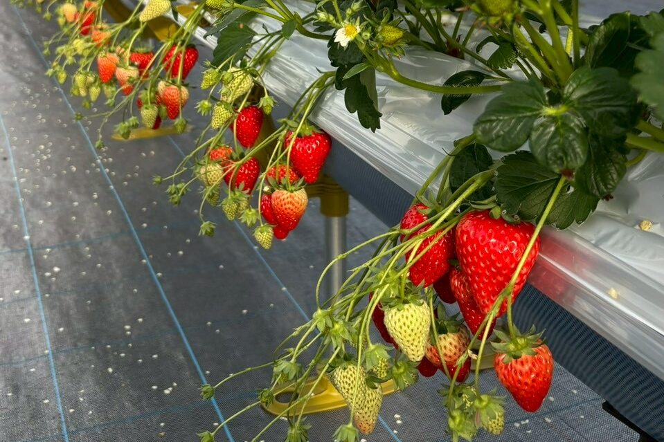 LINE_ALBUM_20260126_260126_32