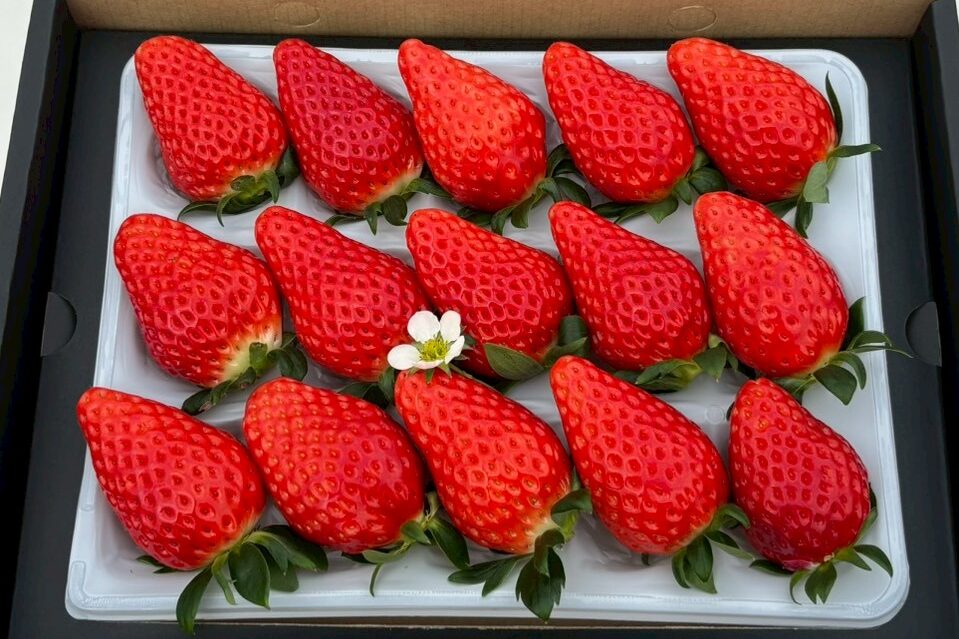 LINE_ALBUM_20260126_260126_35