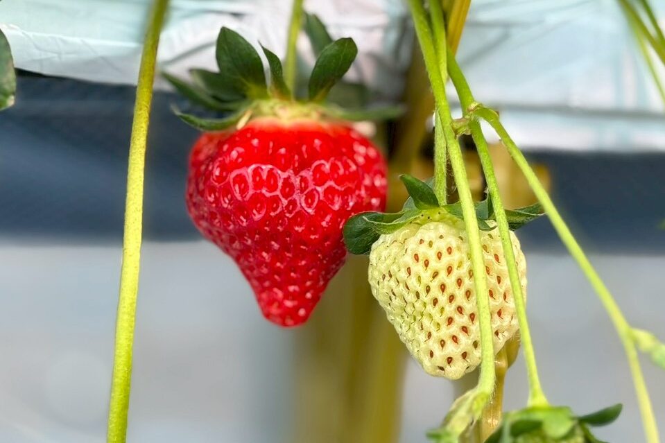 LINE_ALBUM_20260126_260126_4